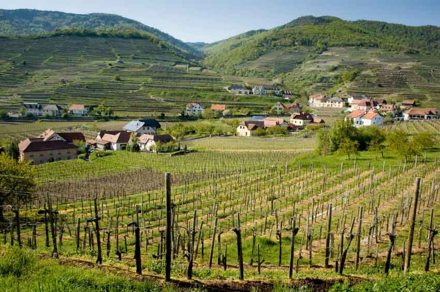 На здоровье! Культура вина в Нижней Австрии