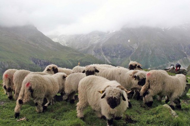 Возрождение овцеводства в Восточном Тироле