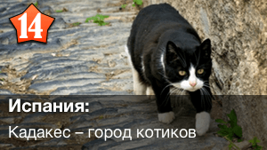 Кадакес город котиков