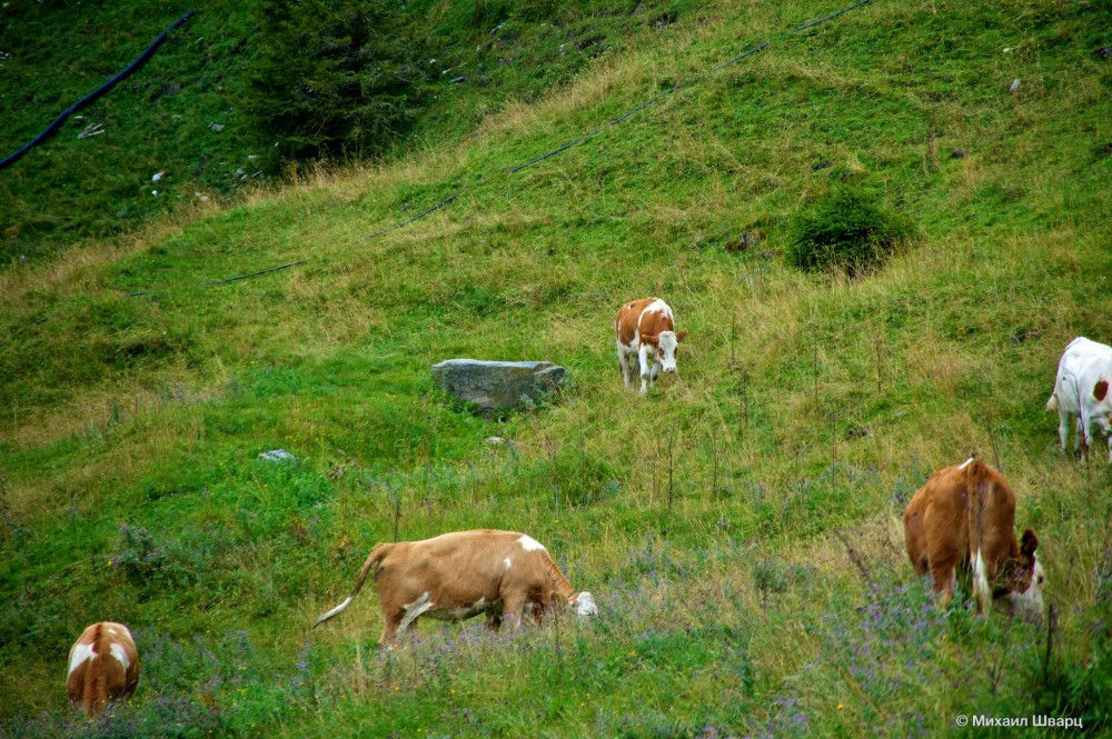 Альпийский луг и коровы