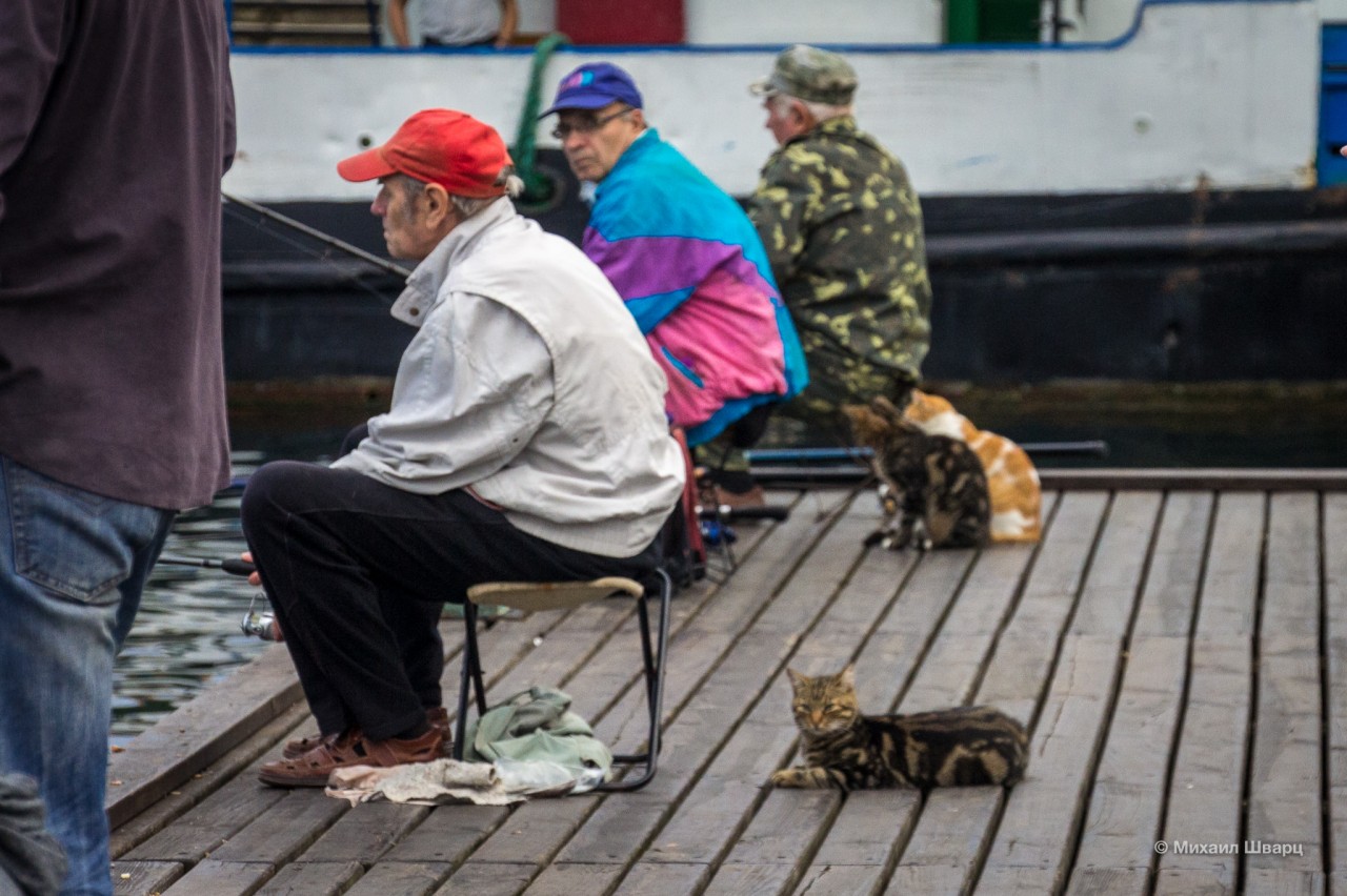 Рыбаки с персональными котами