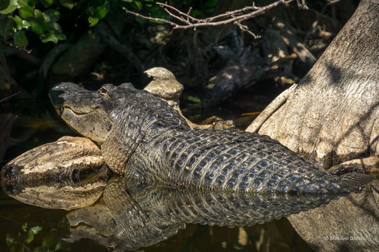 Заботливая мама аллигатор греется на солнышке, а на спине спит ее малыш