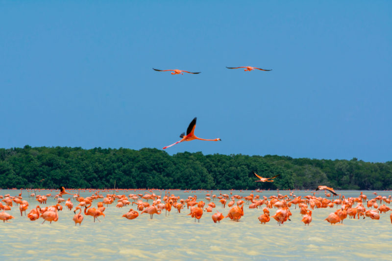 Reserva de la Biosfera Ría Celestún